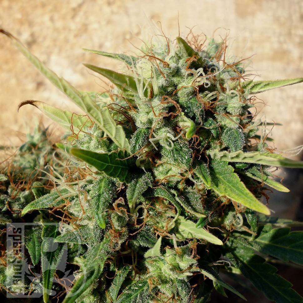 Grapefruit Haze feminised Ganja Seeds Grapefruit Haze feminised Ganja Seeds