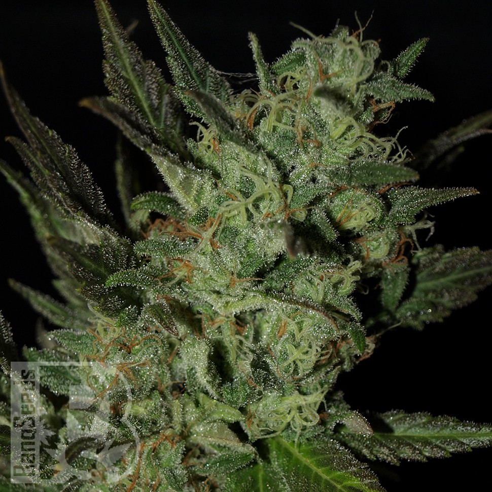 Grapefruit Haze feminised Ganja Seeds Grapefruit Haze feminised Ganja Seeds