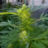 Grapefruit Haze feminised Ganja Seeds Grapefruit Haze feminised Ganja Seeds