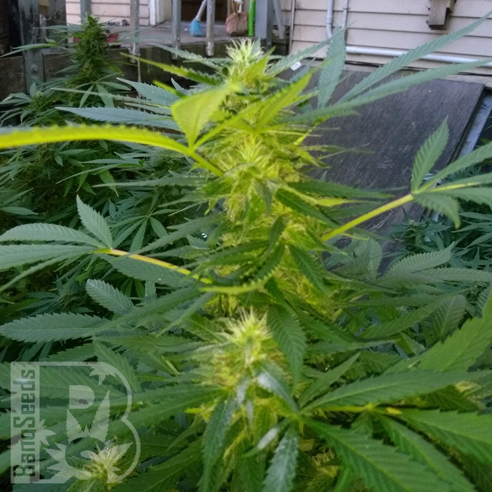 Grapefruit Haze feminised Ganja Seeds Grapefruit Haze feminised Ganja Seeds