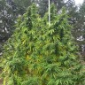Grapefruit Haze feminised Ganja Seeds Grapefruit Haze feminised Ganja Seeds