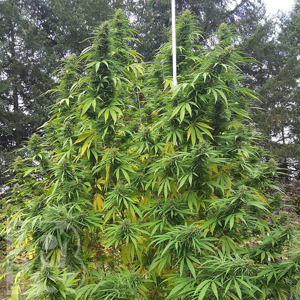 Grapefruit Haze feminised Ganja Seeds Grapefruit Haze feminised Ganja Seeds