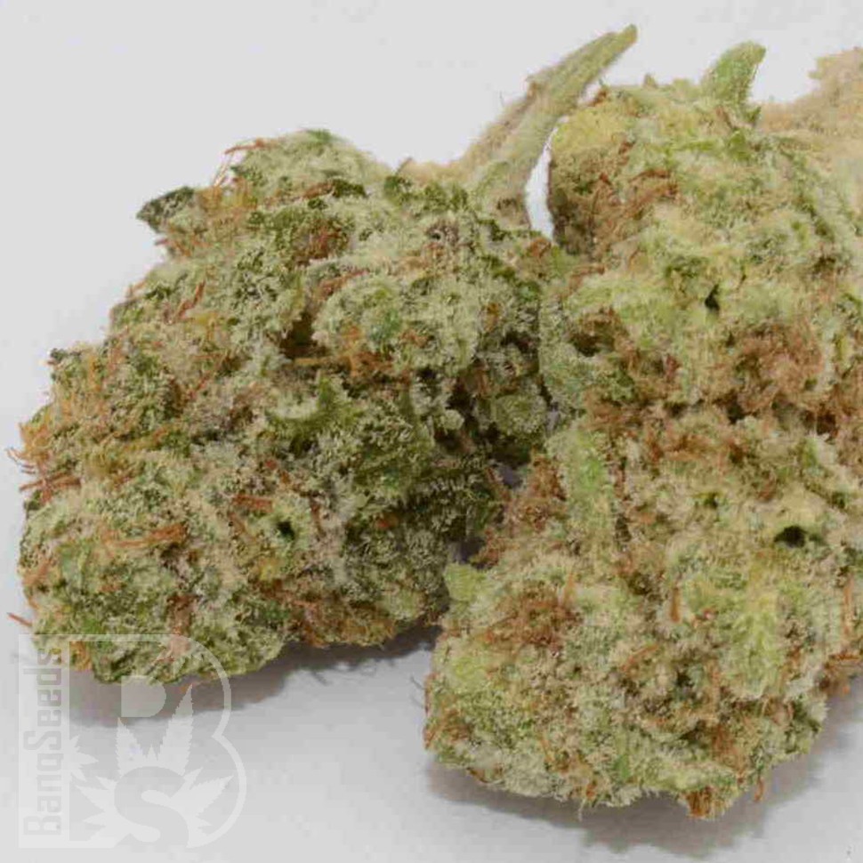 Grapefruit Haze feminised Ganja Seeds Grapefruit Haze feminised Ganja Seeds