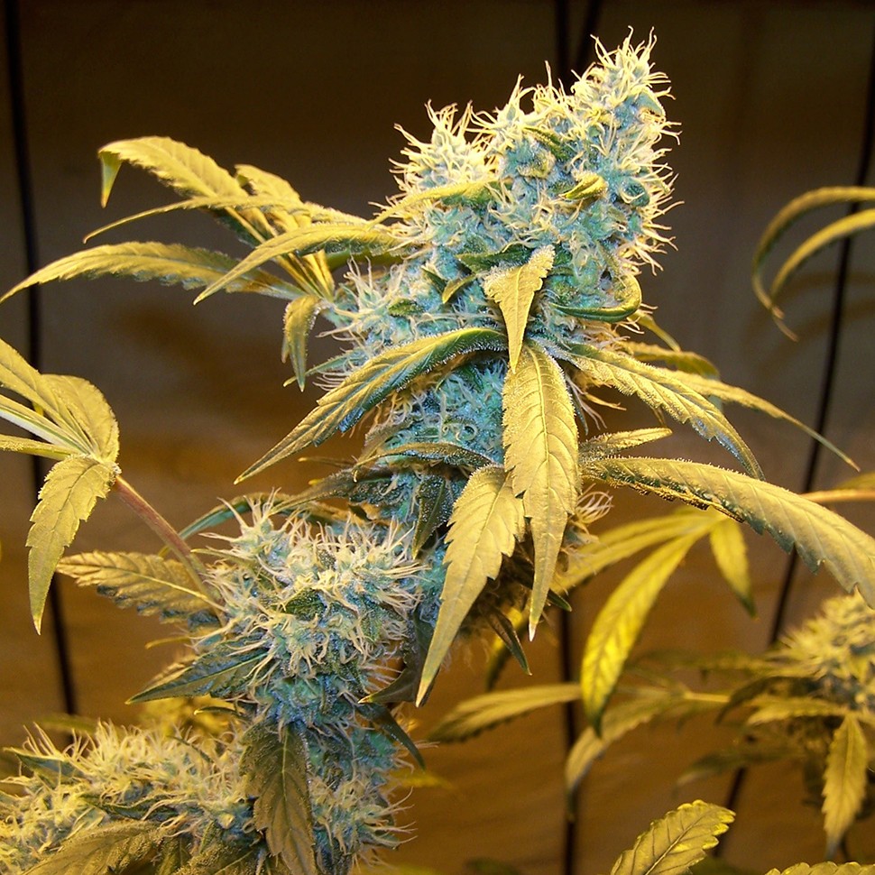 Семена каннабиса  Northern Lights feminised Ganja Seeds