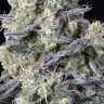 Семена  Kalashnikova feminised Ganja Seeds Семена  Kalashnikova feminised Ganja Seeds