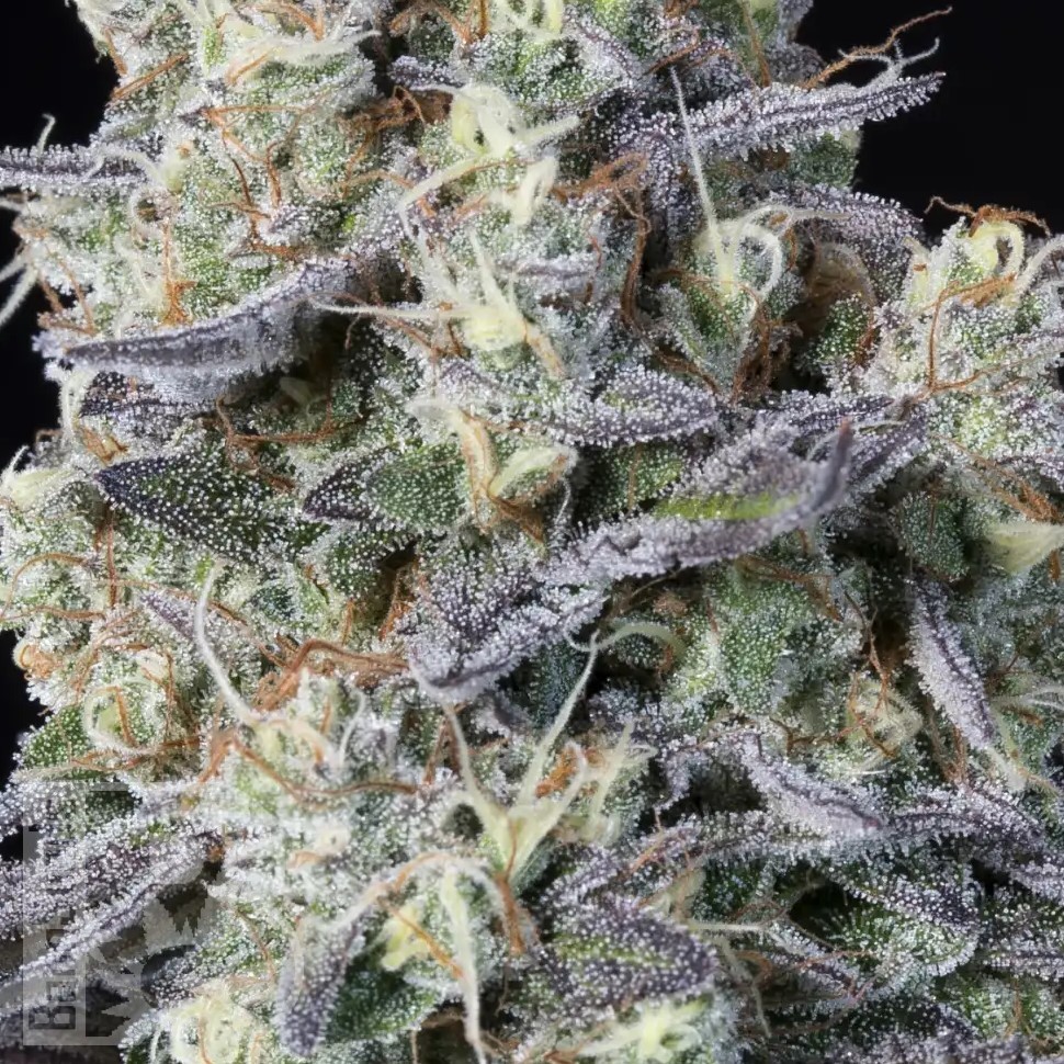 Семена  Kalashnikova feminised Ganja Seeds Семена  Kalashnikova feminised Ganja Seeds