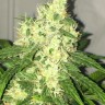 Семена  Kalashnikova feminised Ganja Seeds Семена  Kalashnikova feminised Ganja Seeds
