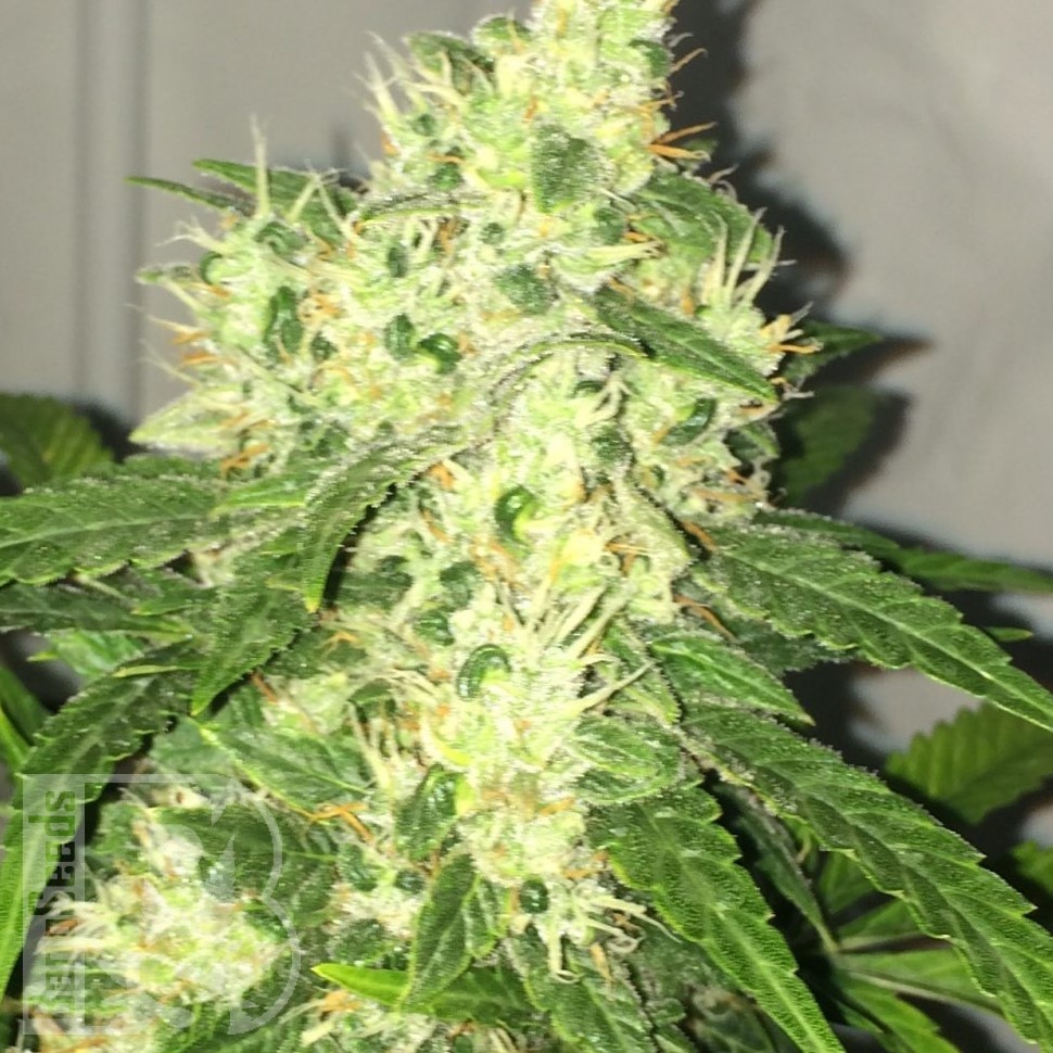 Семена  Kalashnikova feminised Ganja Seeds Семена  Kalashnikova feminised Ganja Seeds