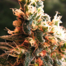 Семена  Kalashnikova feminised Ganja Seeds Семена  Kalashnikova feminised Ganja Seeds