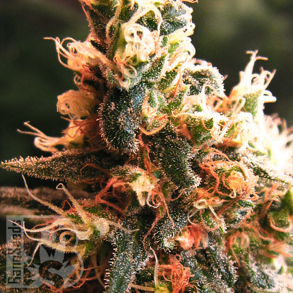 Семена  Kalashnikova feminised Ganja Seeds Семена  Kalashnikova feminised Ganja Seeds
