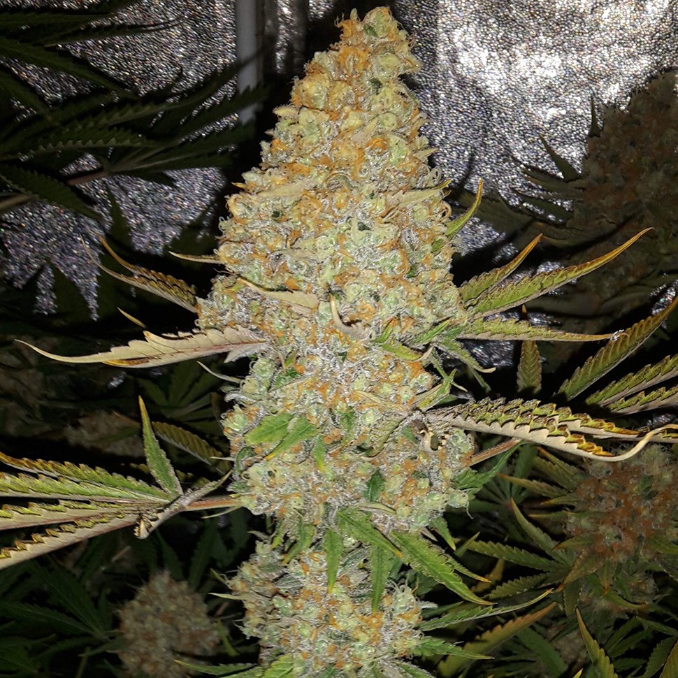Семена ганжа  Critical Kush regular Ganja Seeds
