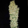 заказать семена конопли Critical Kush reg заказать семена конопли Critical Kush reg