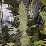 купить семена конопли в оригинальных упаковках Critical Kush reg купить семена конопли в оригинальных упаковках Critical Kush reg