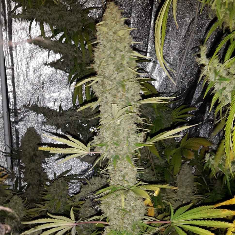 купить семена конопли в оригинальных упаковках Critical Kush reg купить семена конопли в оригинальных упаковках Critical Kush reg