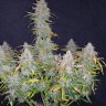 Семена конопли  Auto Wembley feminised Ganja Seeds Семена конопли  Auto Wembley feminised Ganja Seeds