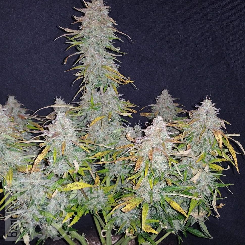 Семена конопли  Auto Wembley feminised Ganja Seeds Семена конопли  Auto Wembley feminised Ganja Seeds