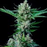 Семена конопли  Auto Wembley feminised Ganja Seeds Семена конопли  Auto Wembley feminised Ganja Seeds