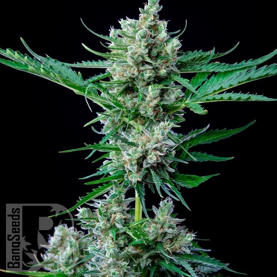 Семена конопли  Auto Wembley feminised Ganja Seeds Семена конопли  Auto Wembley feminised Ganja Seeds