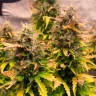 Семена конопли  Auto Wembley feminised Ganja Seeds Семена конопли  Auto Wembley feminised Ganja Seeds