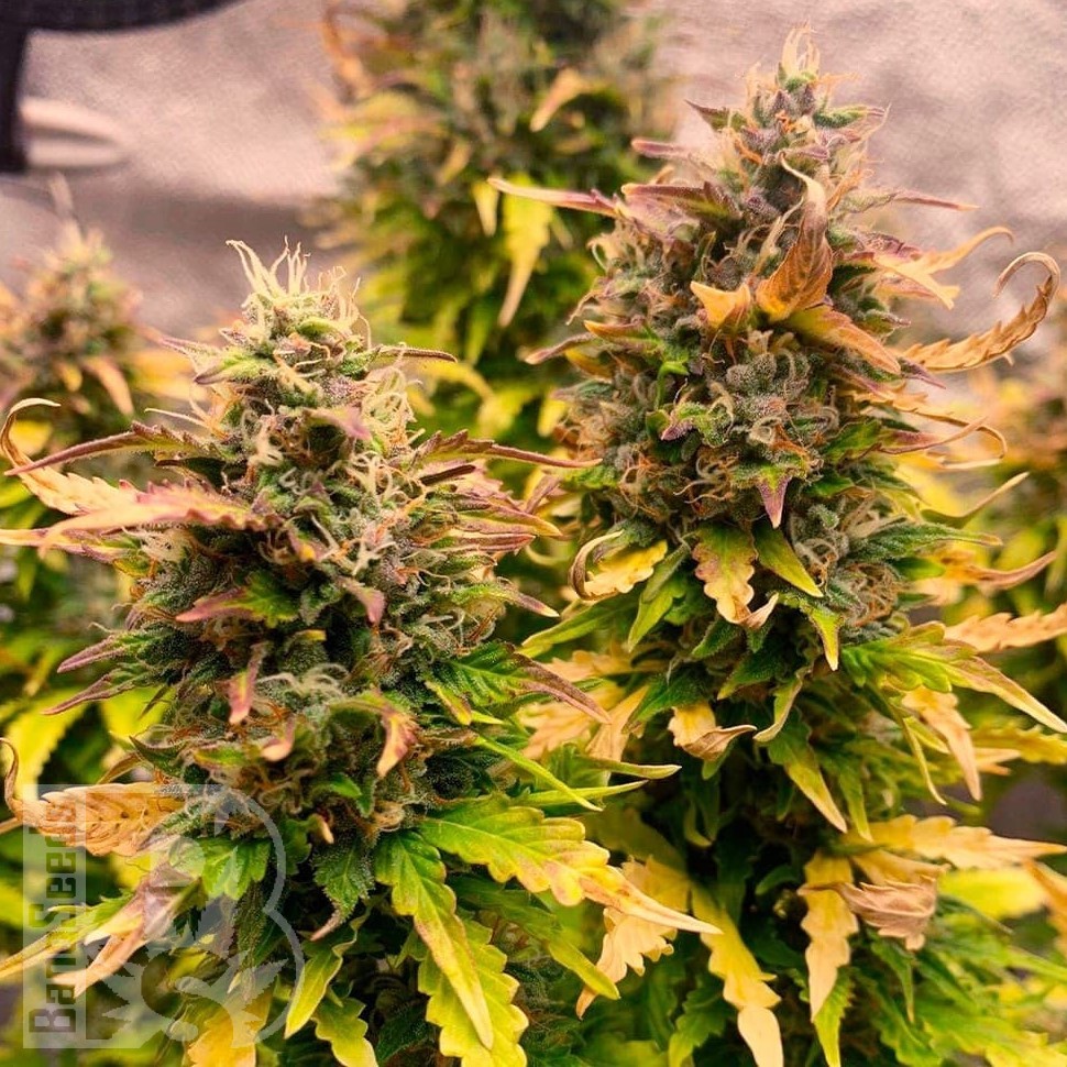 Семена конопли  Auto Wembley feminised Ganja Seeds Семена конопли  Auto Wembley feminised Ganja Seeds