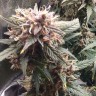 Семена конопли  Shiva Skunk feminised Ganja Seeds Семена конопли  Shiva Skunk feminised Ganja Seeds