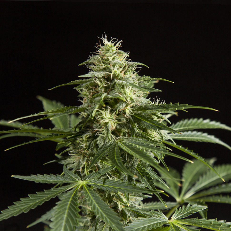 Семена ганжа  Auto Irimshik feminised Bang Seeds