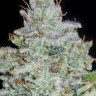 Семена ганжа  Auto Irimshik feminised Bang Seeds Семена ганжа  Auto Irimshik feminised Bang Seeds