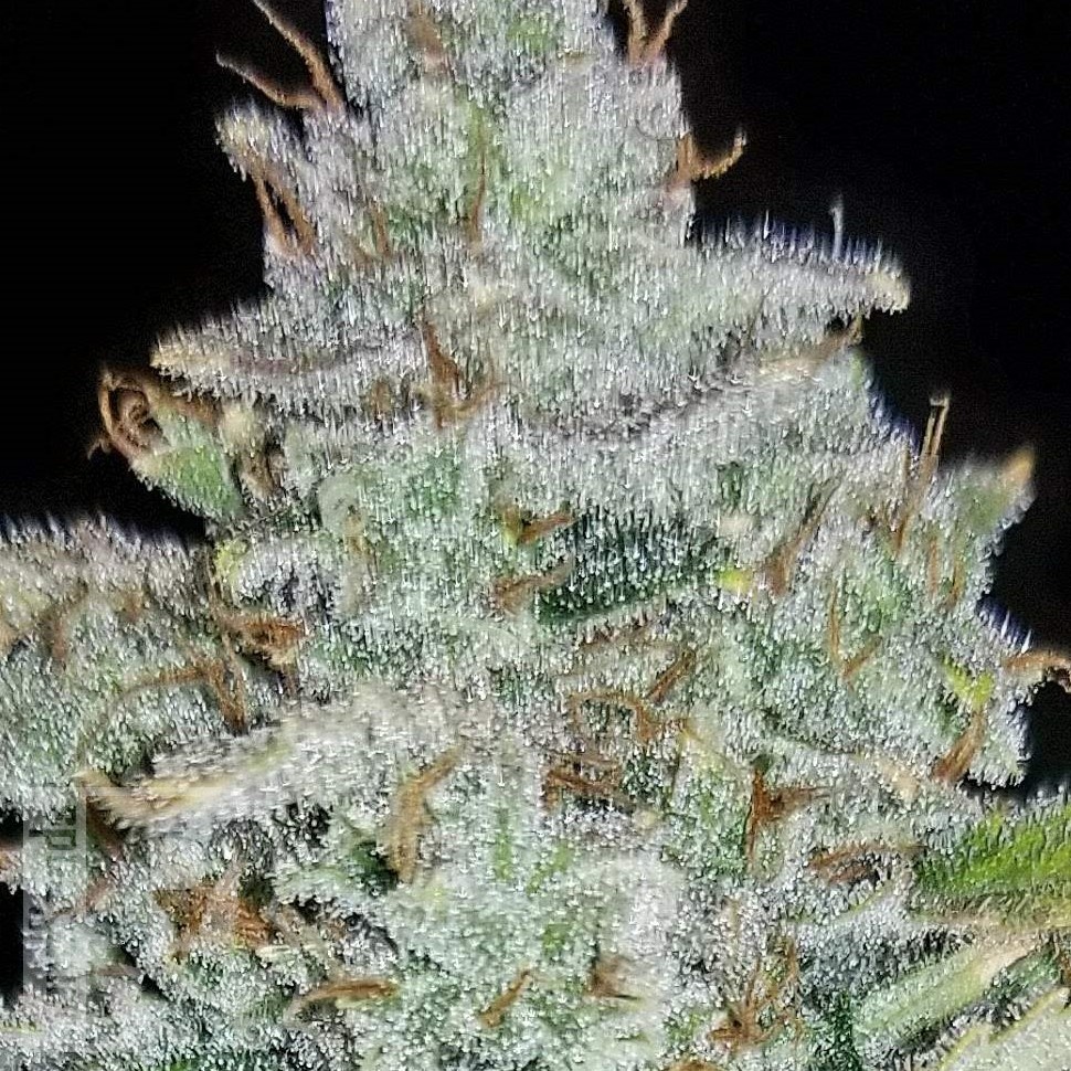 Семена ганжа  Auto Irimshik feminised Bang Seeds Семена ганжа  Auto Irimshik feminised Bang Seeds