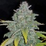 Семена ганжа  Auto Irimshik feminised Bang Seeds Семена ганжа  Auto Irimshik feminised Bang Seeds