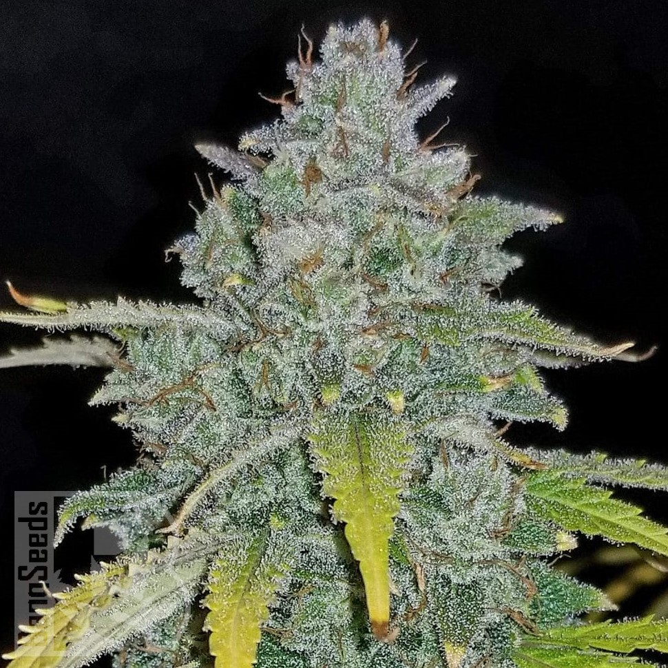Семена ганжа  Auto Irimshik feminised Bang Seeds Семена ганжа  Auto Irimshik feminised Bang Seeds