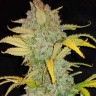 Семена ганжа  Auto Irimshik feminised Bang Seeds Семена ганжа  Auto Irimshik feminised Bang Seeds