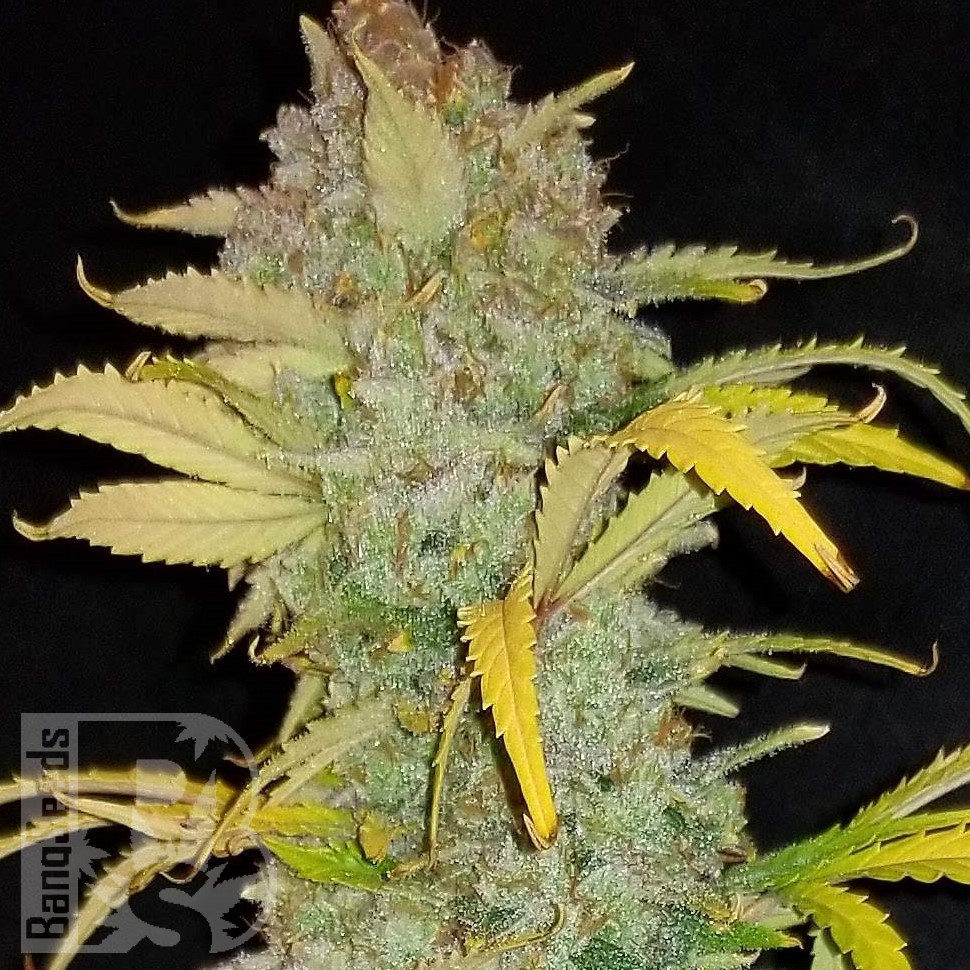 Семена ганжа  Auto Irimshik feminised Bang Seeds Семена ганжа  Auto Irimshik feminised Bang Seeds