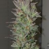 Семена ганжа  Auto Irimshik feminised Bang Seeds Семена ганжа  Auto Irimshik feminised Bang Seeds