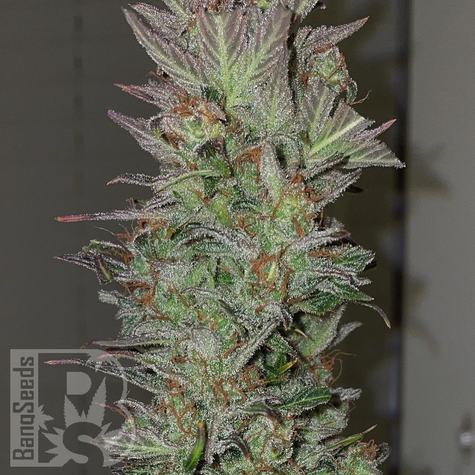 Семена ганжа  Auto Irimshik feminised Bang Seeds Семена ганжа  Auto Irimshik feminised Bang Seeds