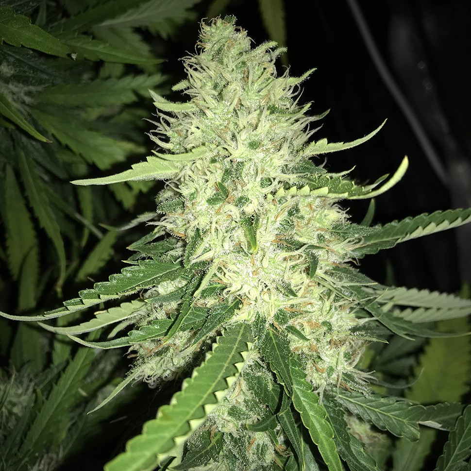 Семена каннабиса  Turpan feminised Bang Seeds