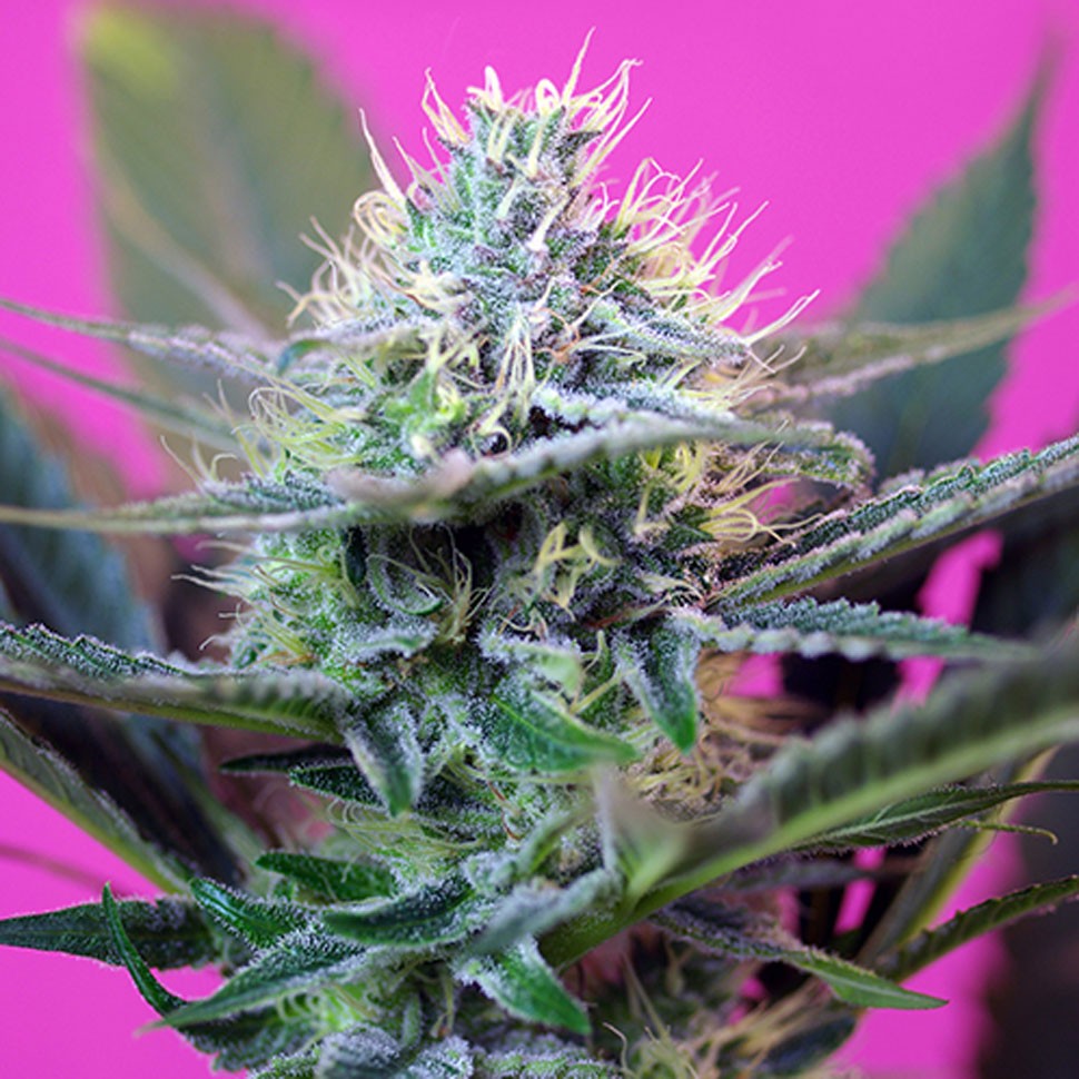 Семена конопли Auto + Speed feminised Ganja Seeds Семена конопли Auto + Speed feminised Ganja Seeds