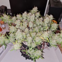 Auto Lemon Kix feminised Ganja Seeds