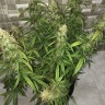 семена конопли купить интернет Auto Lemon Kix feminised Ganja Seeds семена конопли купить интернет Auto Lemon Kix feminised Ganja Seeds
