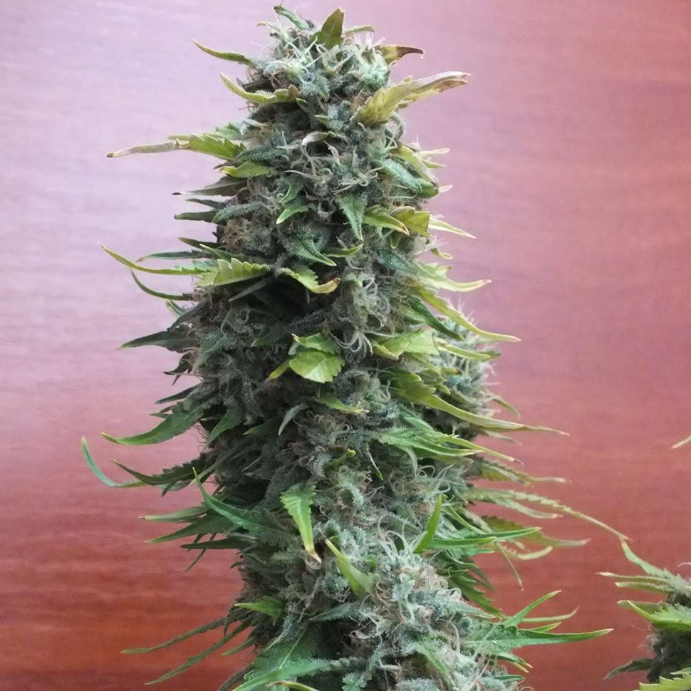 Семена  Top Skunk 44 regular Ganja Seeds