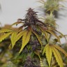 Семена конопли  Umai feminised Bang Seeds Семена конопли  Umai feminised Bang Seeds