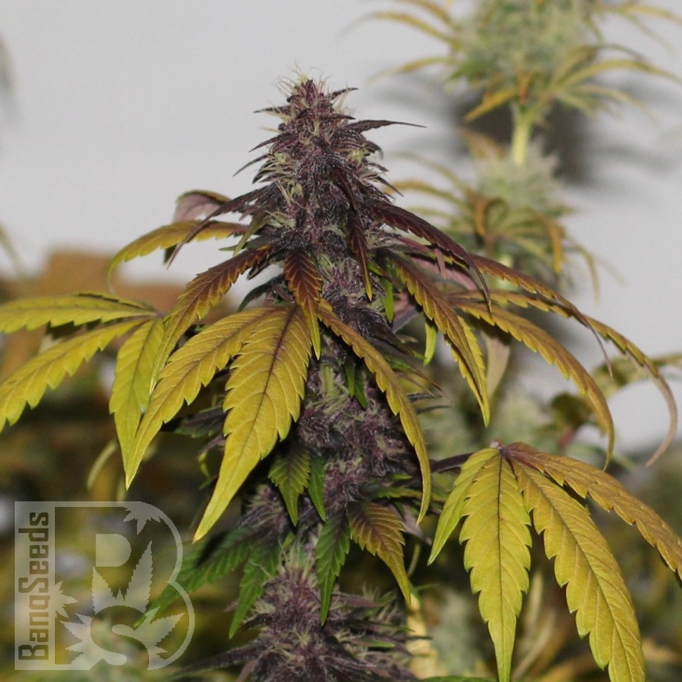 Семена конопли  Umai feminised Bang Seeds Семена конопли  Umai feminised Bang Seeds