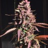 Семена конопли  Umai feminised Bang Seeds Семена конопли  Umai feminised Bang Seeds
