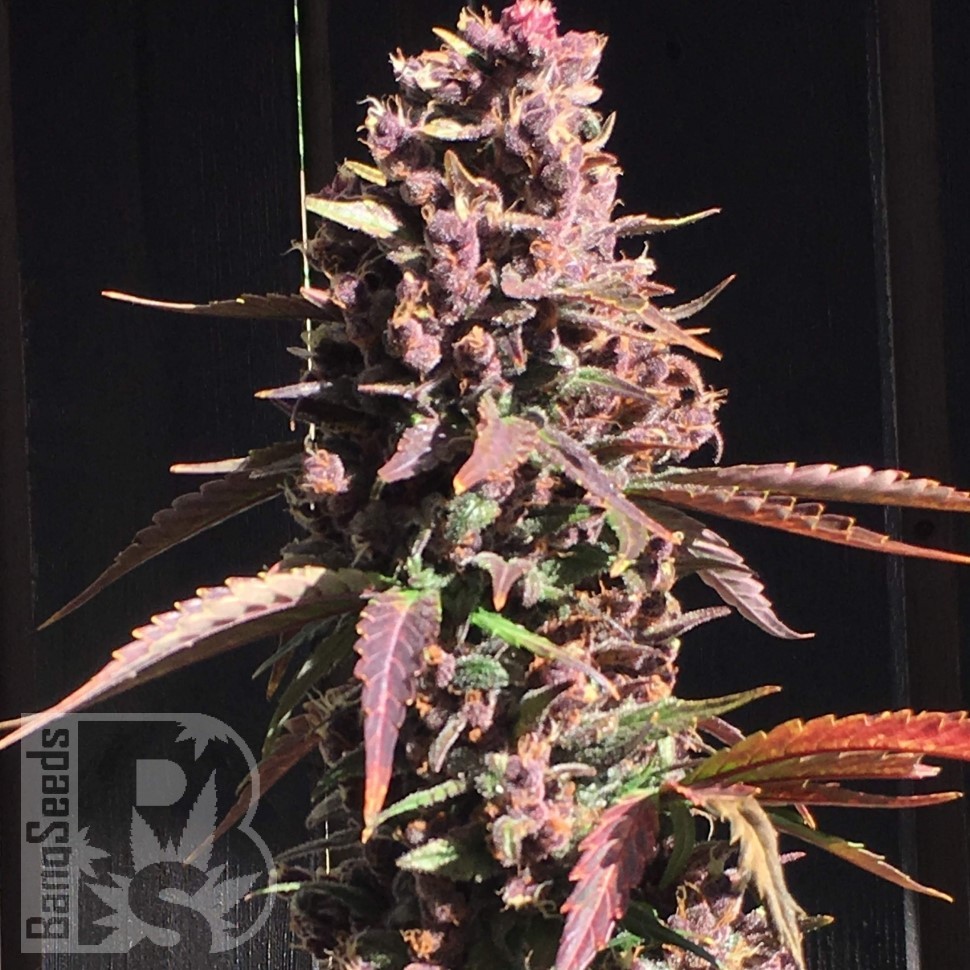 Семена конопли  Umai feminised Bang Seeds Семена конопли  Umai feminised Bang Seeds