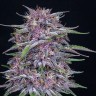 Семена конопли  Umai feminised Bang Seeds Семена конопли  Umai feminised Bang Seeds