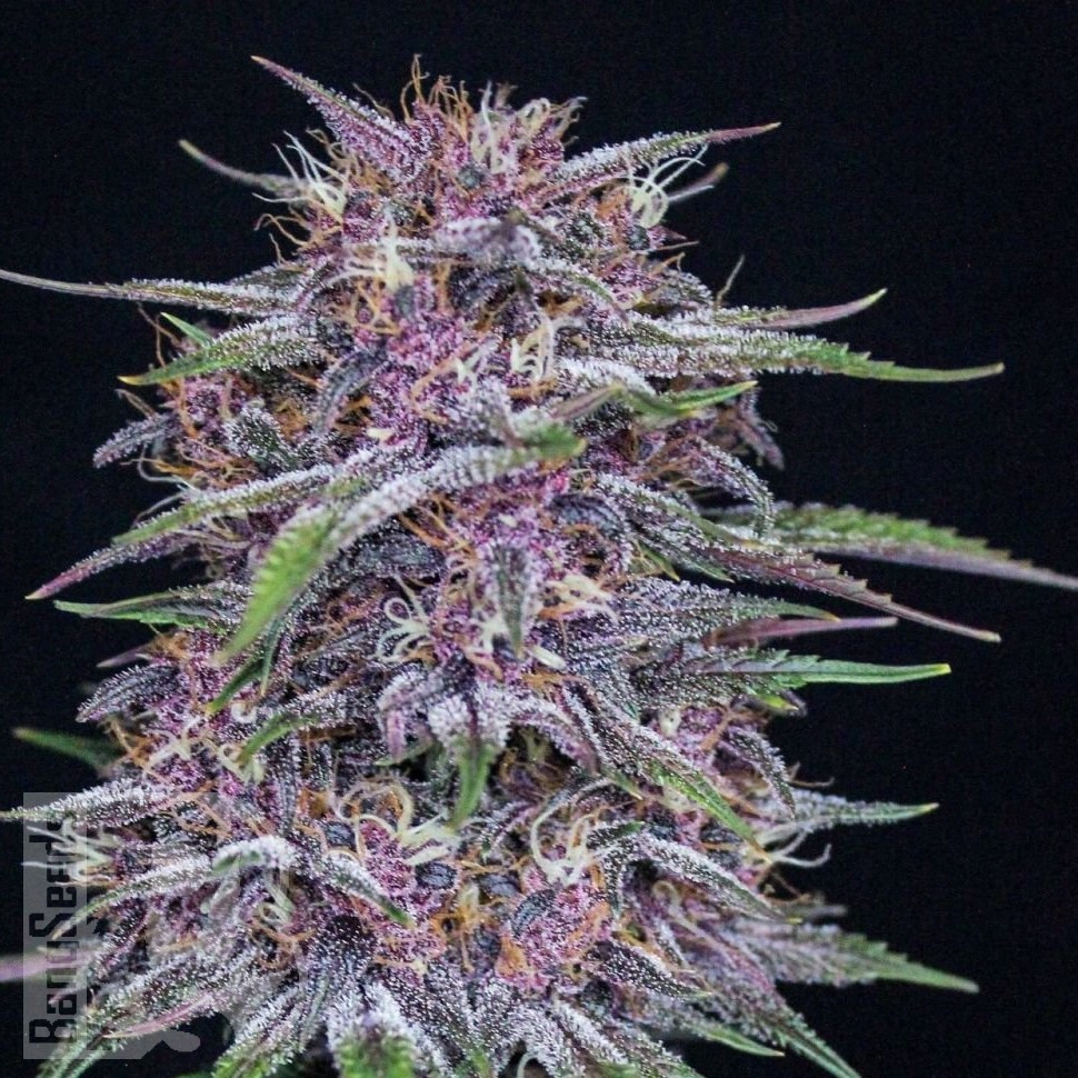 Семена конопли  Umai feminised Bang Seeds Семена конопли  Umai feminised Bang Seeds