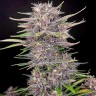 Семена конопли  Umai feminised Bang Seeds Семена конопли  Umai feminised Bang Seeds