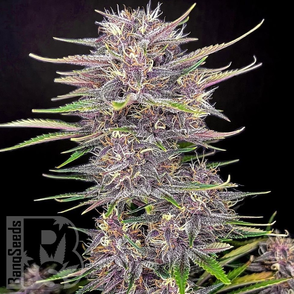Семена конопли  Umai feminised Bang Seeds Семена конопли  Umai feminised Bang Seeds