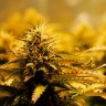 Семена конопли Jack 47 feminised Ganja Seeds Семена конопли Jack 47 feminised Ganja Seeds