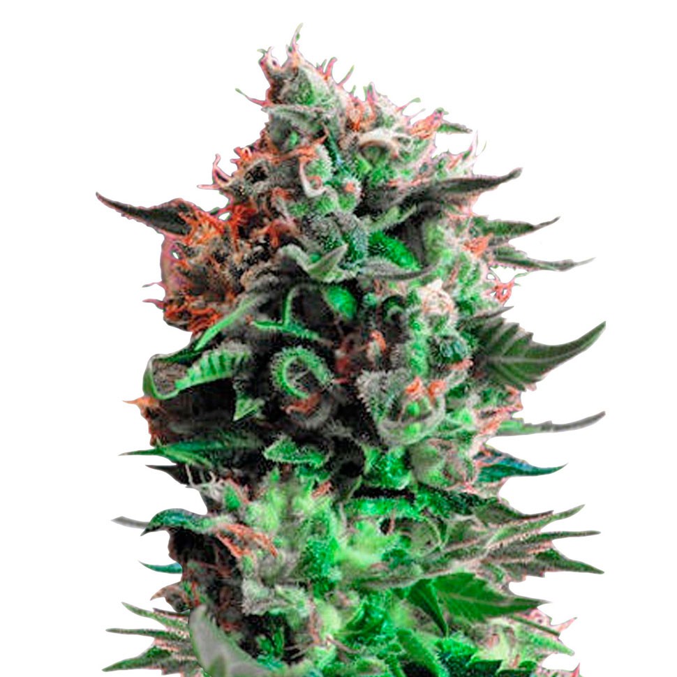 Качественные семена конопли Jack 47 feminised Ganja Seeds Качественные семена конопли Jack 47 feminised Ganja Seeds