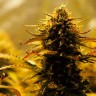 Семена марихуаны Jack 47 feminised Ganja Seeds Семена марихуаны Jack 47 feminised Ganja Seeds